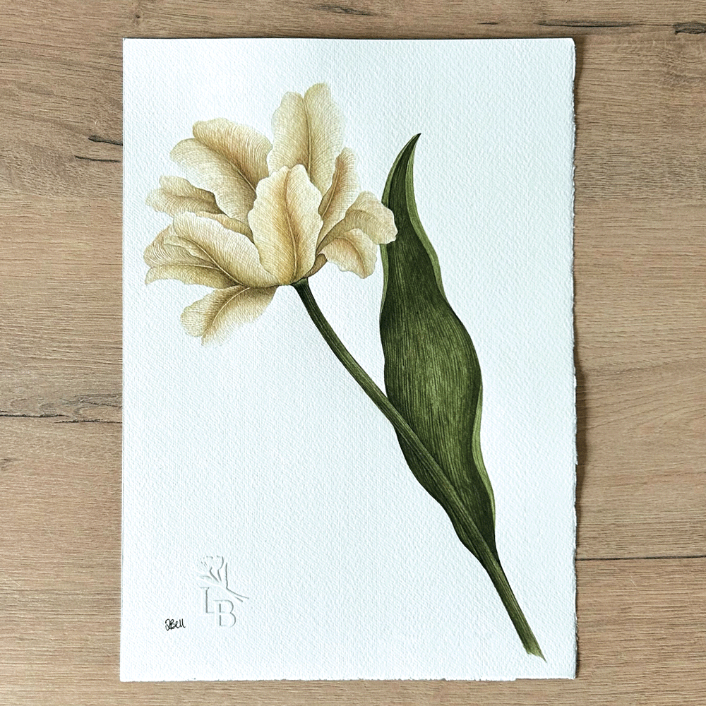 Tulipa 'White Parrot' - Unframed Original Painting