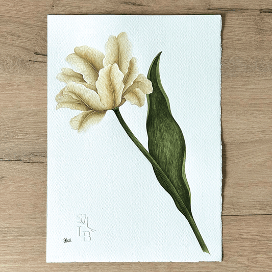Tulipa 'White Parrot' - Unframed Original Painting