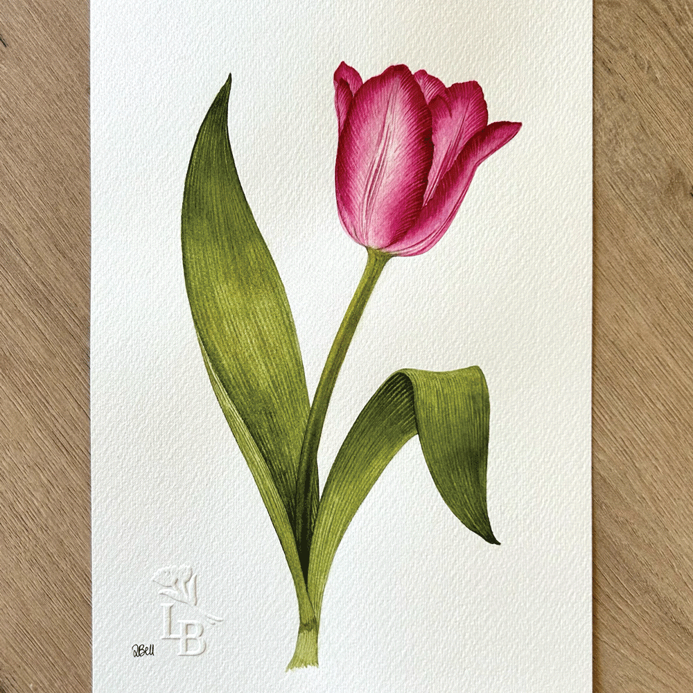Tulipa 'Queen of Marvel' - Unframed Original Painting