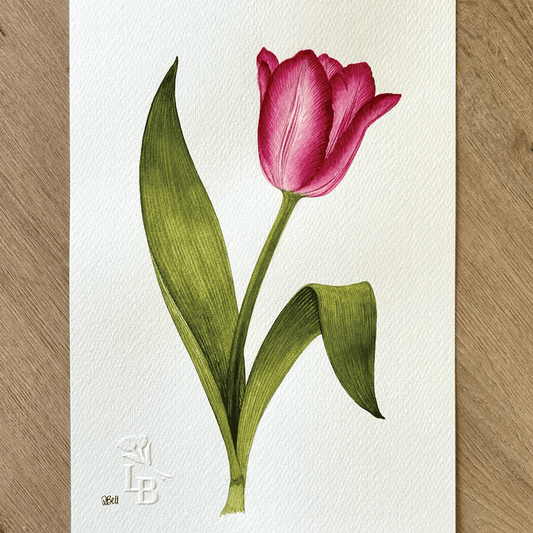 Tulipa 'Queen of Marvel' - Unframed Original Painting