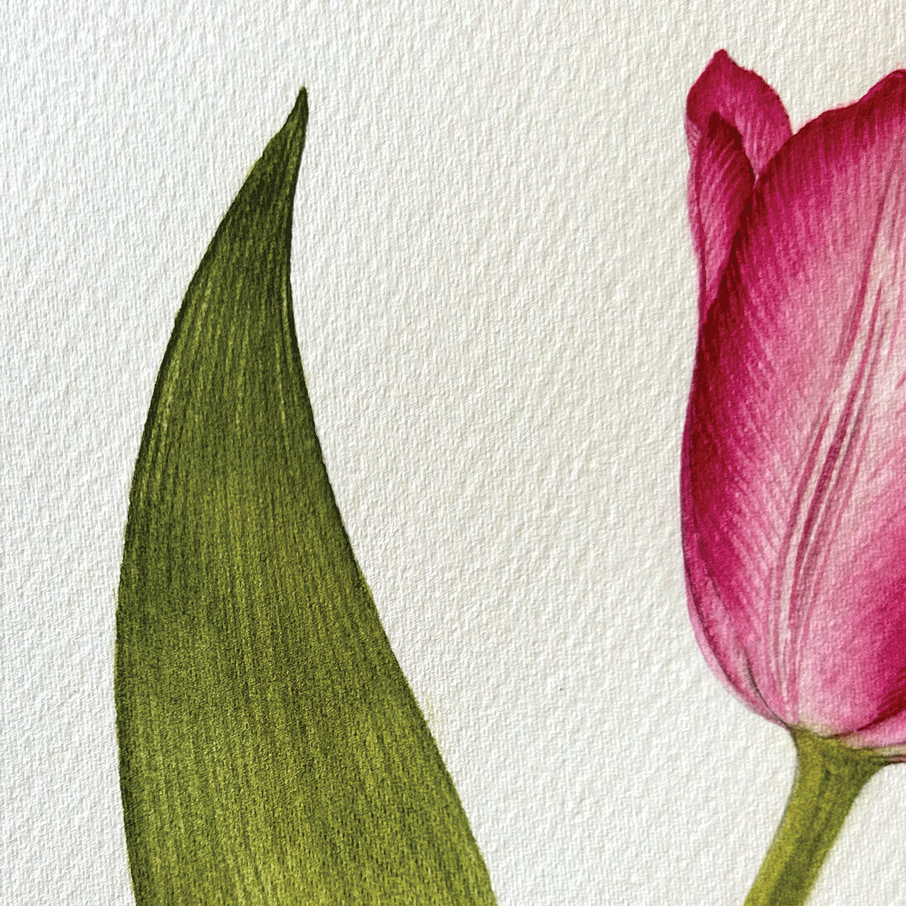 Tulipa 'Queen of Marvel' - Unframed Original Painting