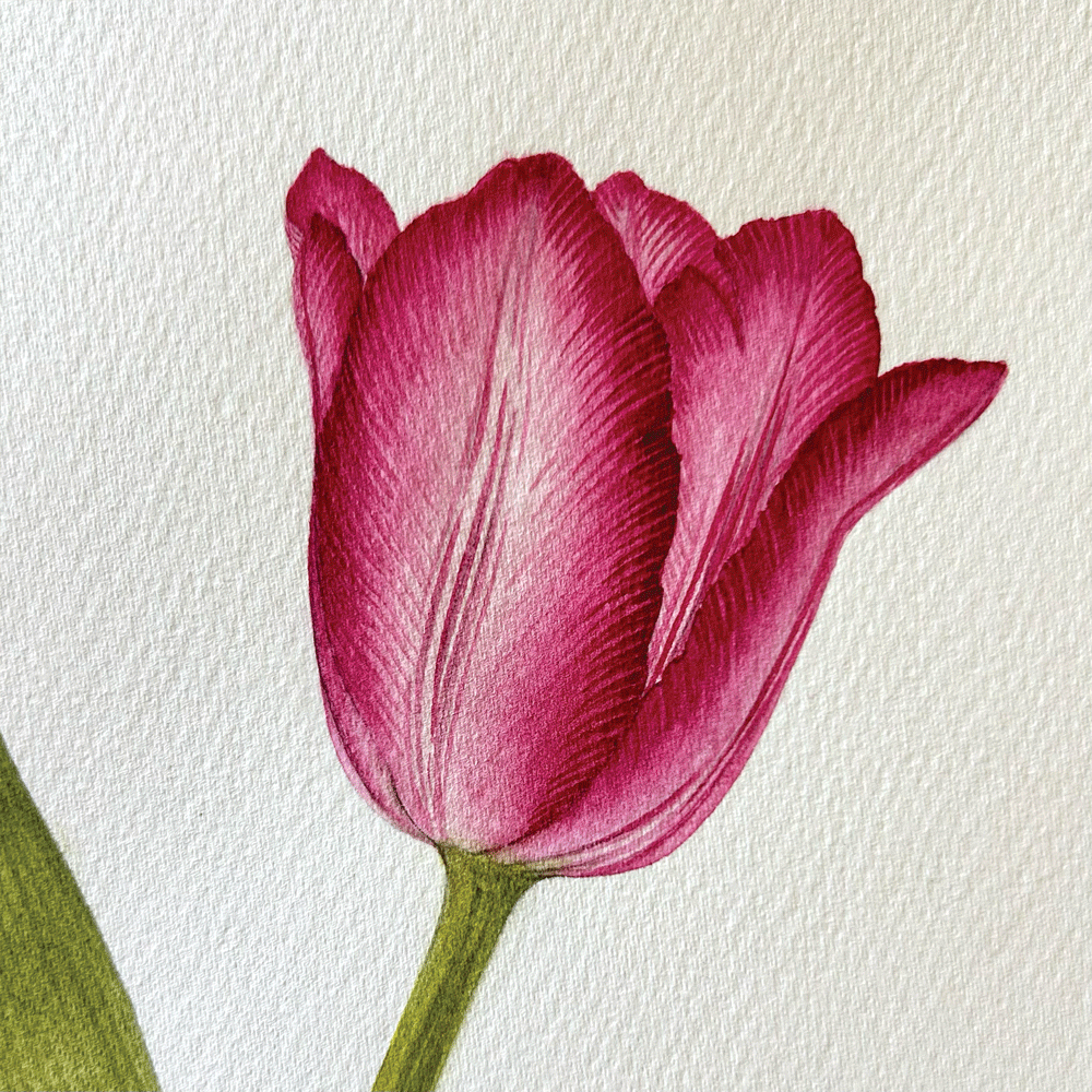 Tulipa 'Queen of Marvel' - Unframed Original Painting
