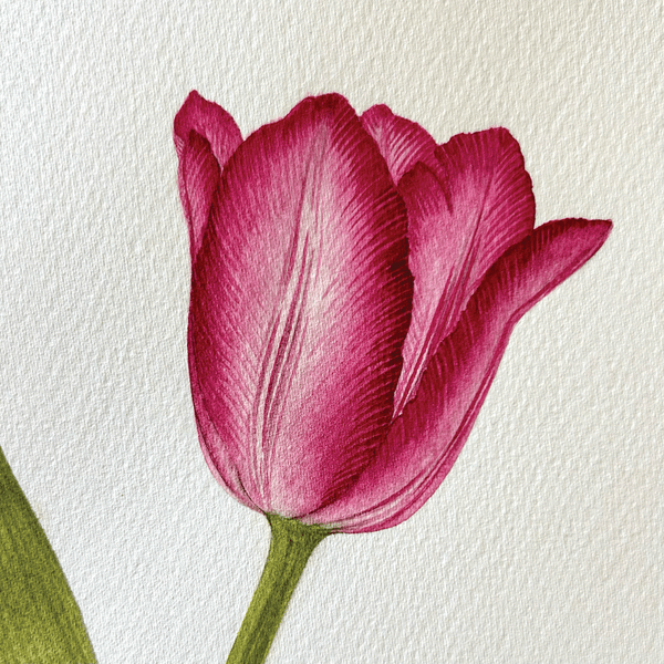 Tulipa 'Queen of Marvel'