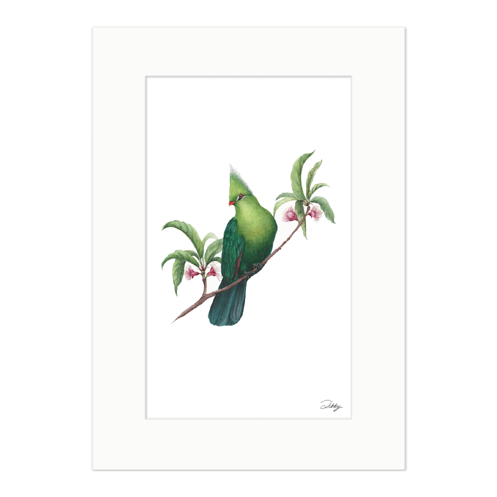 Livingstone's Turaco with Cherry Blossoms Print