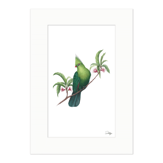 Livingstone's Turaco with Cherry Blossoms Print