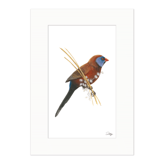 Violet-Eared Waxbill Print