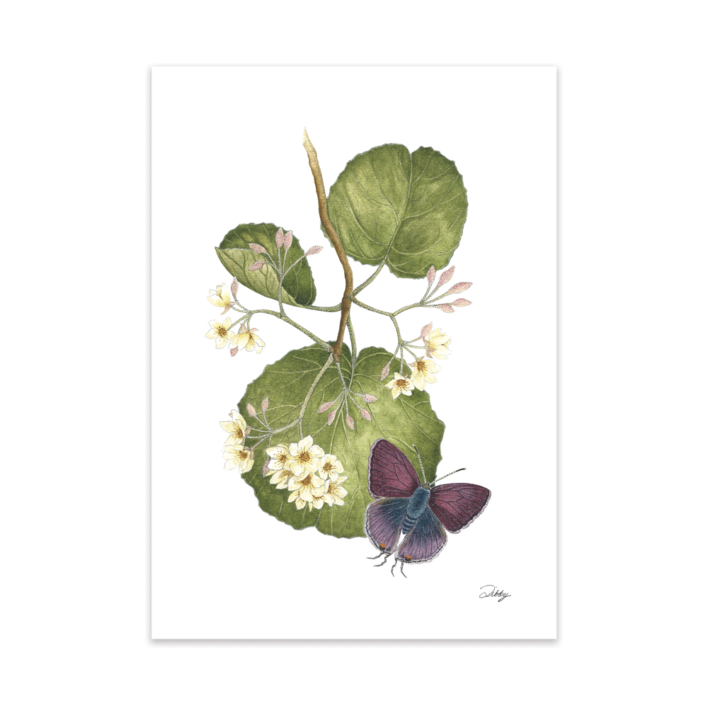 Wild Pear with Purple-Brown Hairstreak butterfly Print