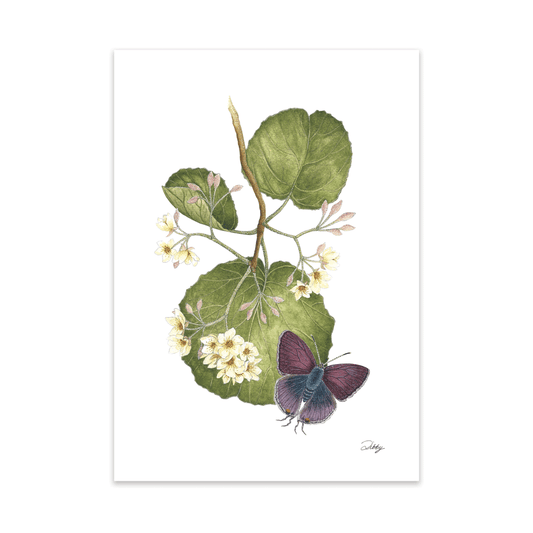 Wild Pear with Purple-Brown Hairstreak butterfly Print