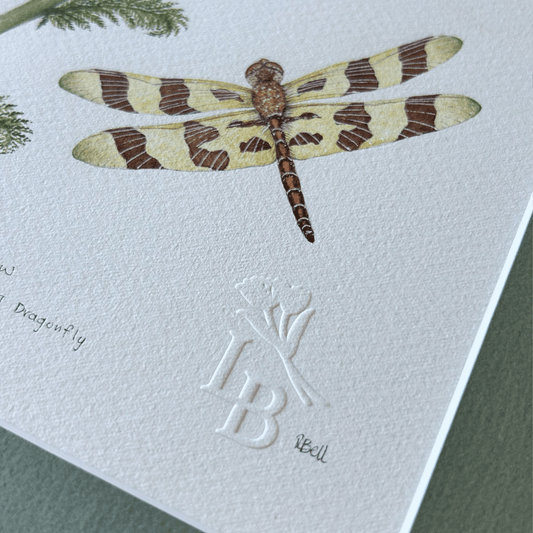 White Yarrow with Halloween Pennant Dragonfly  - Framed Original Painting