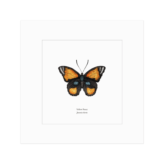Yellow Pansy Butterfly Print