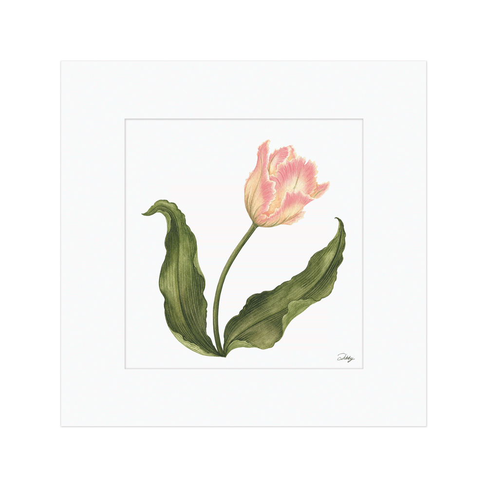 Blushing Parrot Tulip i Print